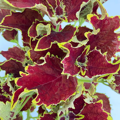 Buntnessel 'Crown Jewel',  braunrot, Topf-Ø 12 cm, 6 Pflanzen