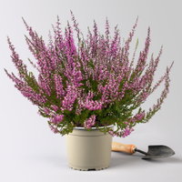 Knospenheide, rosa, Topf-Ø 17 cm, 3 Pflanzen