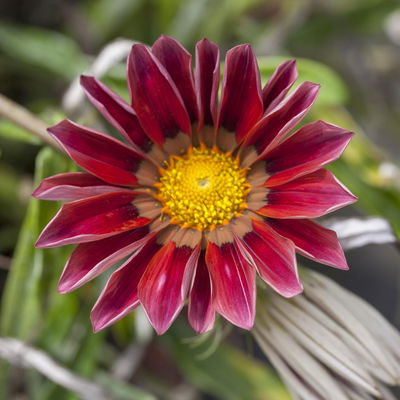 Mittagsgold Farbe zufällig, Topf-Ø 12 cm, 6er-Set Mittagsgold Farbe zufällig, Topf-Ø 12 cm, 6er-Set