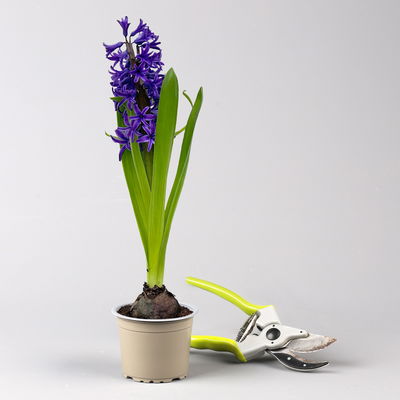 Hyazinthe, blau, vorgetrieben, Topf-Ø 9 cm, 9 Pflanzen