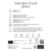 Triumph Tulpen Jimmy rot/orange, 7 Blumenzwiebeln