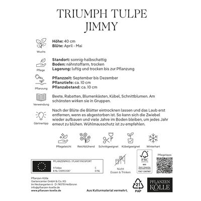 Triumph Tulpen Jimmy rot/orange, 7 Blumenzwiebeln