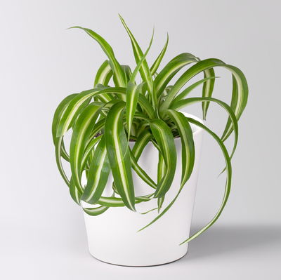 Grünpflanzenkreation 'Tierfreund', Topf-Ø 12cm + Übertopf Dallas, 4 Pflanzen