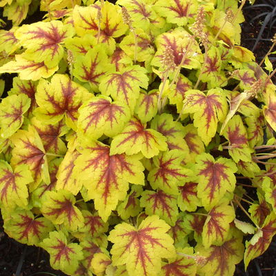 Bio Heucherella 'Stoplight®', creme-weiß Topf-Ø 12 cm, 3 Pflanzen