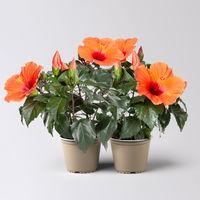 Hibiskus, orange, Topf-Ø 13 cm, Höhe ca. 35 cm, 2er-Set