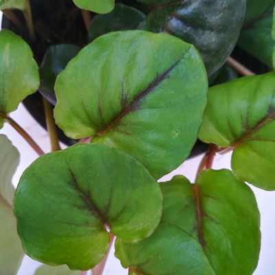 Pfennigkraut 'Sunburst', 6er-Set, Topf 12 cm Ø