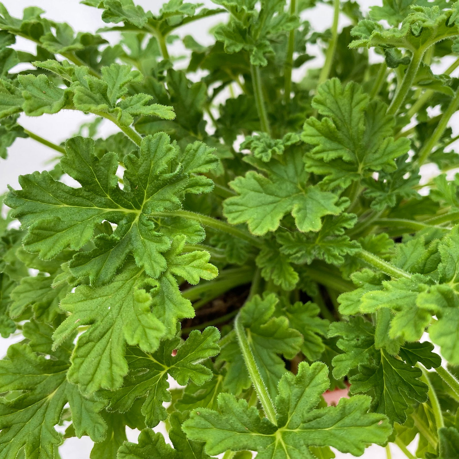 Pflanzenkreation 'Sonnenkünstler', 12 Pflanzen inkl. Erde und Dünger