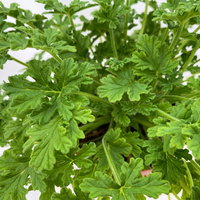 Pflanzenkreation 'Sonnenkünstler', 12 Pflanzen inkl. Erde und Dünger