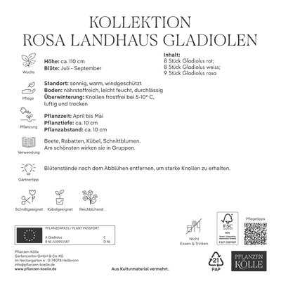 Kölles Beste Kollektion 'Rosa Landhaus' Gladiolen Größe 12/14, 25 Blumenknollen