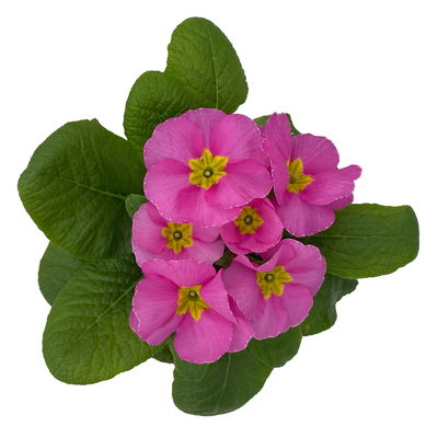 Primel rosa, Topf-Ø 10,5 cm, 8 Pflanzen Primel rosa, Topf-Ø 10,5 cm, 8 Pflanzen