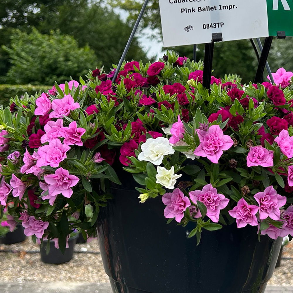 Zauberglöckchen Trio 'Pink Ballett', pink-weiß-rosa, Topf-Ø 13 cm, 6 Pflanzen Zauberglöckchen Trio 'Pink Ballett', pink-weiß-rosa, Topf-Ø 13 cm, 6 Pflanzen