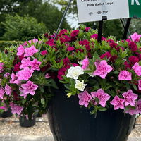 Zauberglöckchen Trio 'Pink Ballett', pink-weiß-rosa, Topf-Ø 13 cm, 6 Pflanzen Zauberglöckchen Trio 'Pink Ballett', pink-weiß-rosa, Topf-Ø 13 cm, 6 Pflanzen