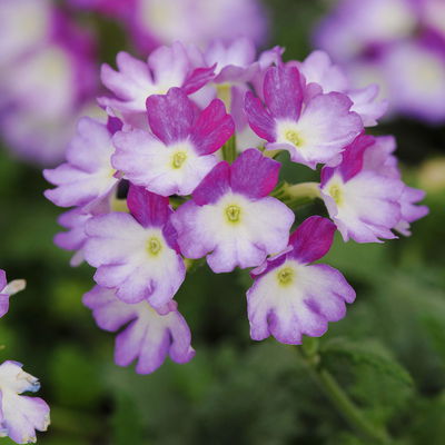 Eisenkraut zweifarbig, Topf-Ø 12 cm, 6 Stück