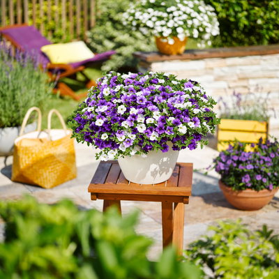 Zauberglöckchen 'MixMasters® Voltaire', blau-lila-weiß, Ampeltopf-Ø 27 cm