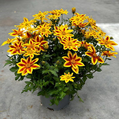 Goldmarie 'BLAZING Star' gelb mit Stern, Topf-Ø 12 cm, 6er-Set Goldmarie 'BLAZING Star' gelb mit Stern, Topf-Ø 12 cm, 6er-Set