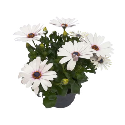 Kapkörbchen weiß, Topf-Ø 12 cm, 6er-Set