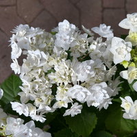 Tellerhortensie Hydrangea macrophylla 'Wedding Gown'®, weiß, Topf 23cm Ø Tellerhortensie Hydrangea macrophylla 'Wedding Gown'®, weiß, Topf 23cm Ø