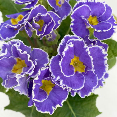 Primel 'Sirococco', Farben zufällig, gerüscht, Topf-Ø 11 cm, 8 Pflanzen