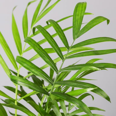 Bergpalme, Topf-Ø 12 cm, Höhe ca. 30 cm, 3er-Set Bergpalme, Topf-Ø 12 cm, Höhe ca. 30 cm, 3er-Set