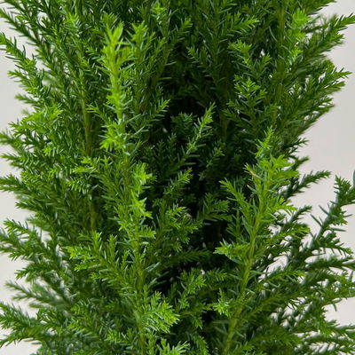 Blaue Kegelzypresse 'Ellwoodii', Topf-Ø 9 cm, 8 Pflanzen Blaue Kegelzypresse 'Ellwoodii', Topf-Ø 9 cm, 8 Pflanzen