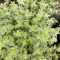 Bio Silberrand-Thymian, Topf-Ø 12cm