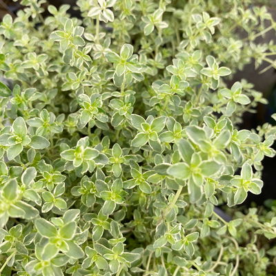 Bio Silberrand-Thymian, Topf-Ø 12cm Bio Silberrand-Thymian, Topf-Ø 12cm