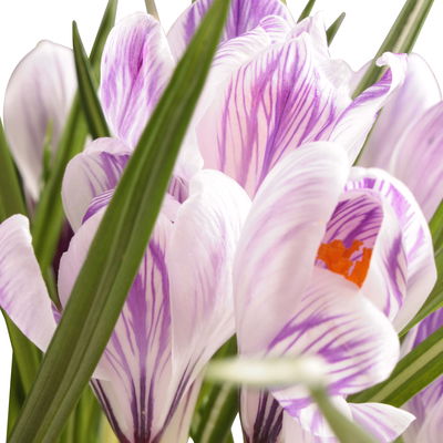 Krokus, blau-weiß gestreift, vorgetrieben, Topf-Ø 10,5 cm, 6 Pflanzen