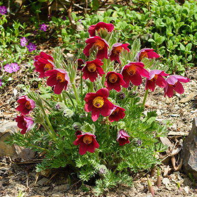 Küchenschelle, Farben zufällig, Topf-Ø 13 cm, 6 Pflanzen Küchenschelle, Farben zufällig, Topf-Ø 13 cm, 6 Pflanzen