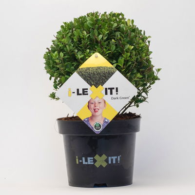 Ilex crenata 'Dark Green®', Kugel mit ca. 15 cm Ø, Topf-Ø 17 cm Ilex crenata 'Dark Green®', Kugel mit ca. 15 cm Ø, Topf-Ø 17 cm