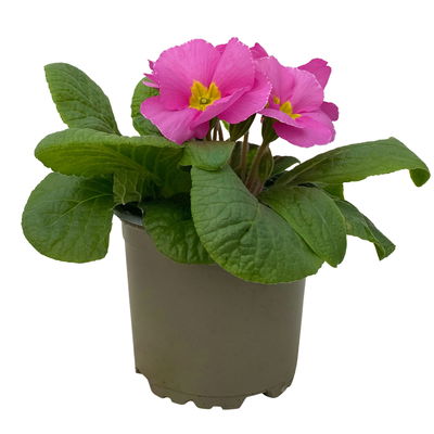 Primel rosa, Topf-Ø 10,5 cm, 8 Pflanzen Primel rosa, Topf-Ø 10,5 cm, 8 Pflanzen