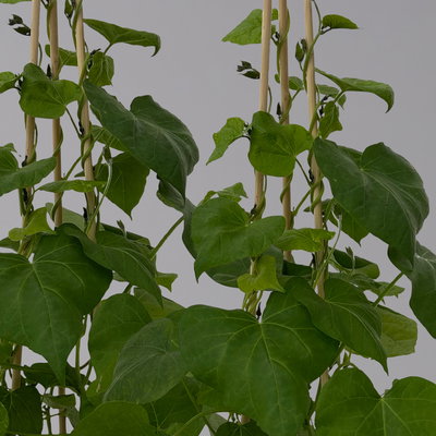 Prunkwinde blau-rosa, Pyramide, Topf-Ø 13 cm, 2er-Set Prunkwinde blau-rosa, Pyramide, Topf-Ø 13 cm, 2er-Set