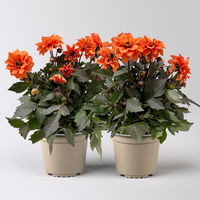Dahlie, orange, dunkellaubig, Topf-Ø 19 cm, 2 Pflanzen