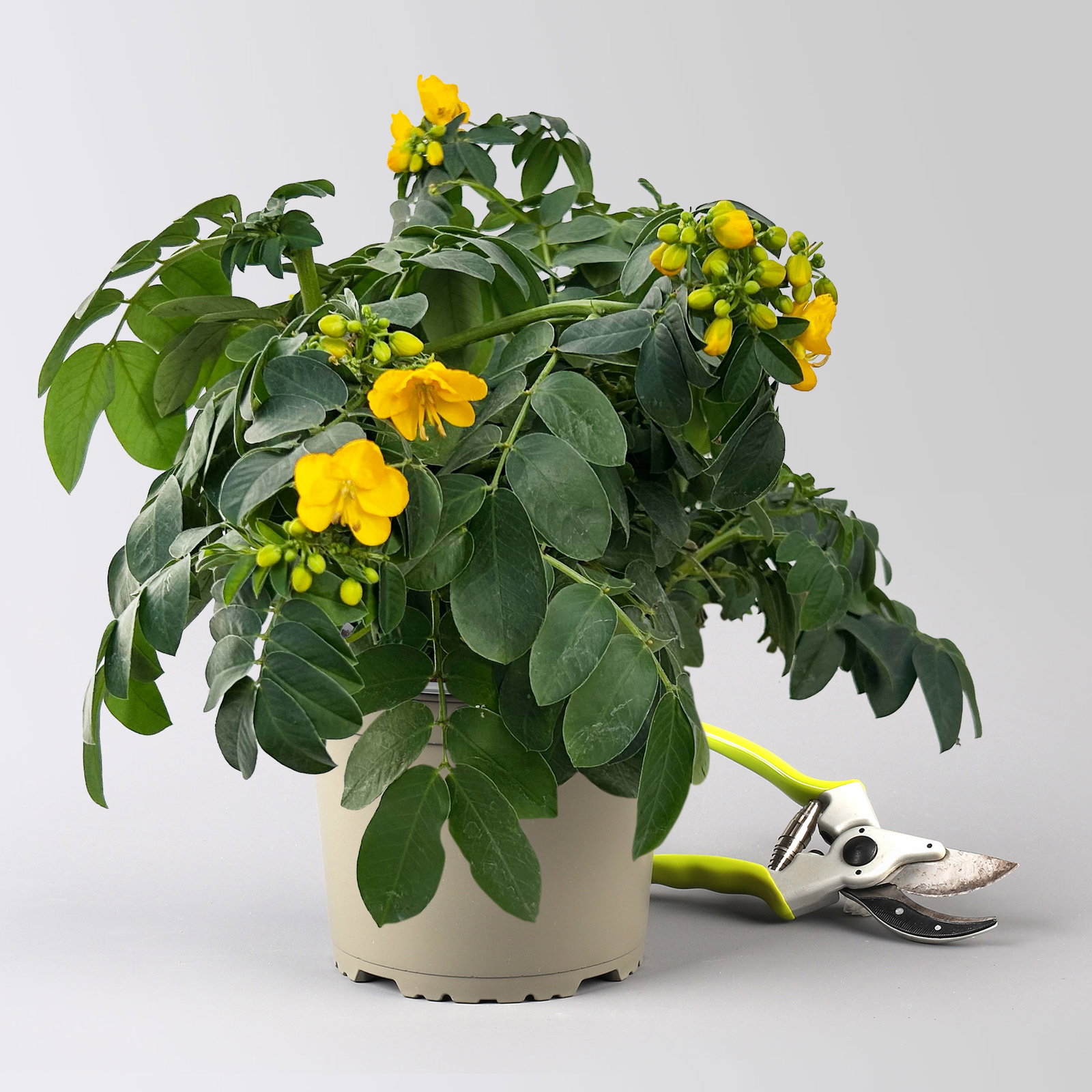 Gewürzrinde, gelb, Topf-Ø 17, 2 Pflanzen