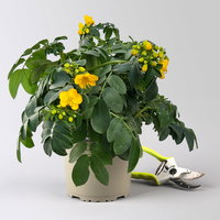 Gewürzrinde, gelb, Topf-Ø 17, 2 Pflanzen