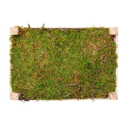 Waldmoos in der Holzkiste, ca. 39x26x8 cm
