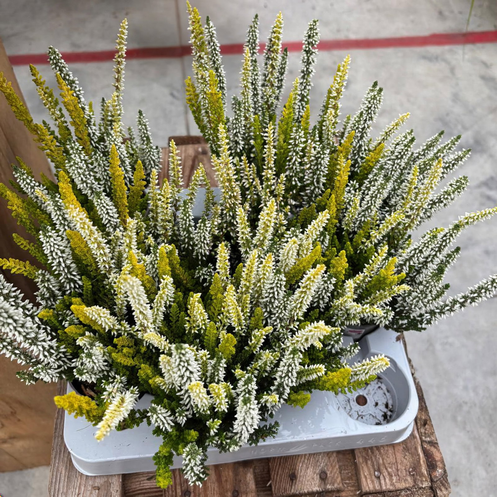 Calluna 'Lemon Cheesecake' Trio, weiß-gelb, Topf-Ø 10,5 cm, 6 Pflanzen Calluna 'Lemon Cheesecake' Trio, weiß-gelb, Topf-Ø 10,5 cm, 6 Pflanzen