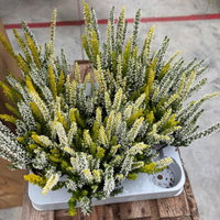 Calluna 'Lemon Cheesecake' Trio, weiß-gelb, Topf-Ø 10,5 cm, 6 Pflanzen Calluna 'Lemon Cheesecake' Trio, weiß-gelb, Topf-Ø 10,5 cm, 6 Pflanzen