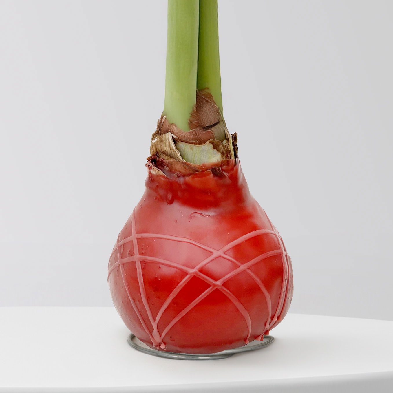 Amaryllis in Wachs, Dekor 'Herbst Mix', Farbe zufällig, Blüte rot, 2 Pflanzen