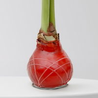 Amaryllis in Wachs, Dekor 'Herbst Mix', Farbe zufällig, Blüte rot, 2 Pflanzen