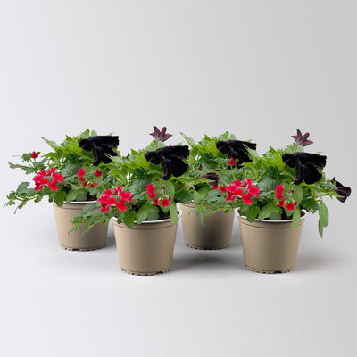 Eisenkraut/Petunien Duo, schwarz-rot, Topf-Ø 14 cm, 4 Pflanzen