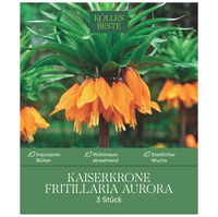 Fritillaria Imperialis Aurora (Kaiserkrone) orange, 3 Blumenzwiebeln Fritillaria Imperialis Aurora (Kaiserkrone) orange, 3 Blumenzwiebeln