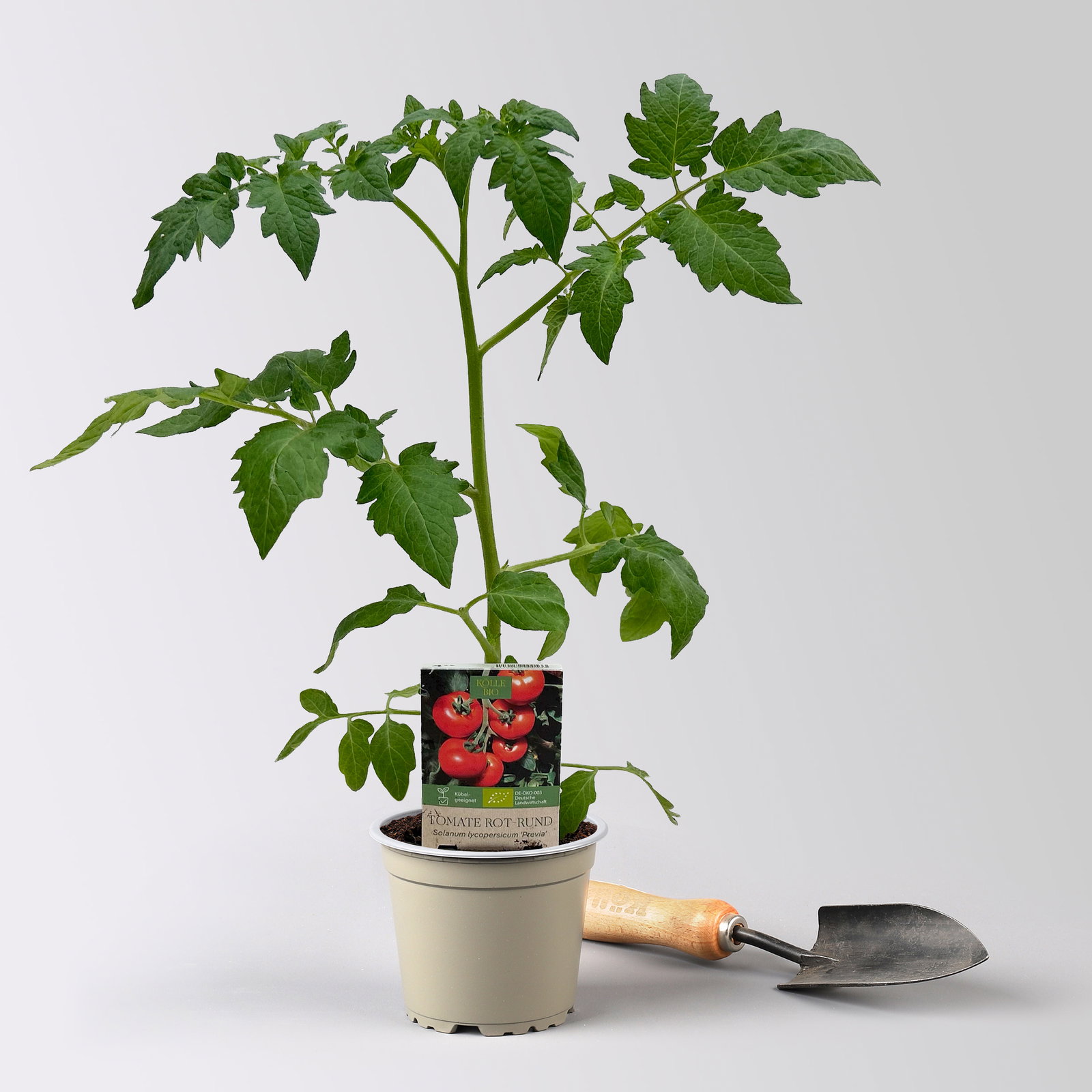 Bio Tomate Rot-Rund 'Previa', Topf-Ø 12 cm, 3 Pflanzen Bio Tomate Rot-Rund 'Previa', Topf-Ø 12 cm, 3 Pflanzen