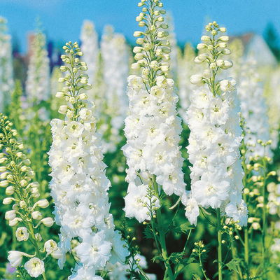 Rittersporn 'New Millenium', weiß, Topf 11x11 cm, 3 Pflanzen Rittersporn 'New Millenium', weiß, Topf 11x11 cm, 3 Pflanzen