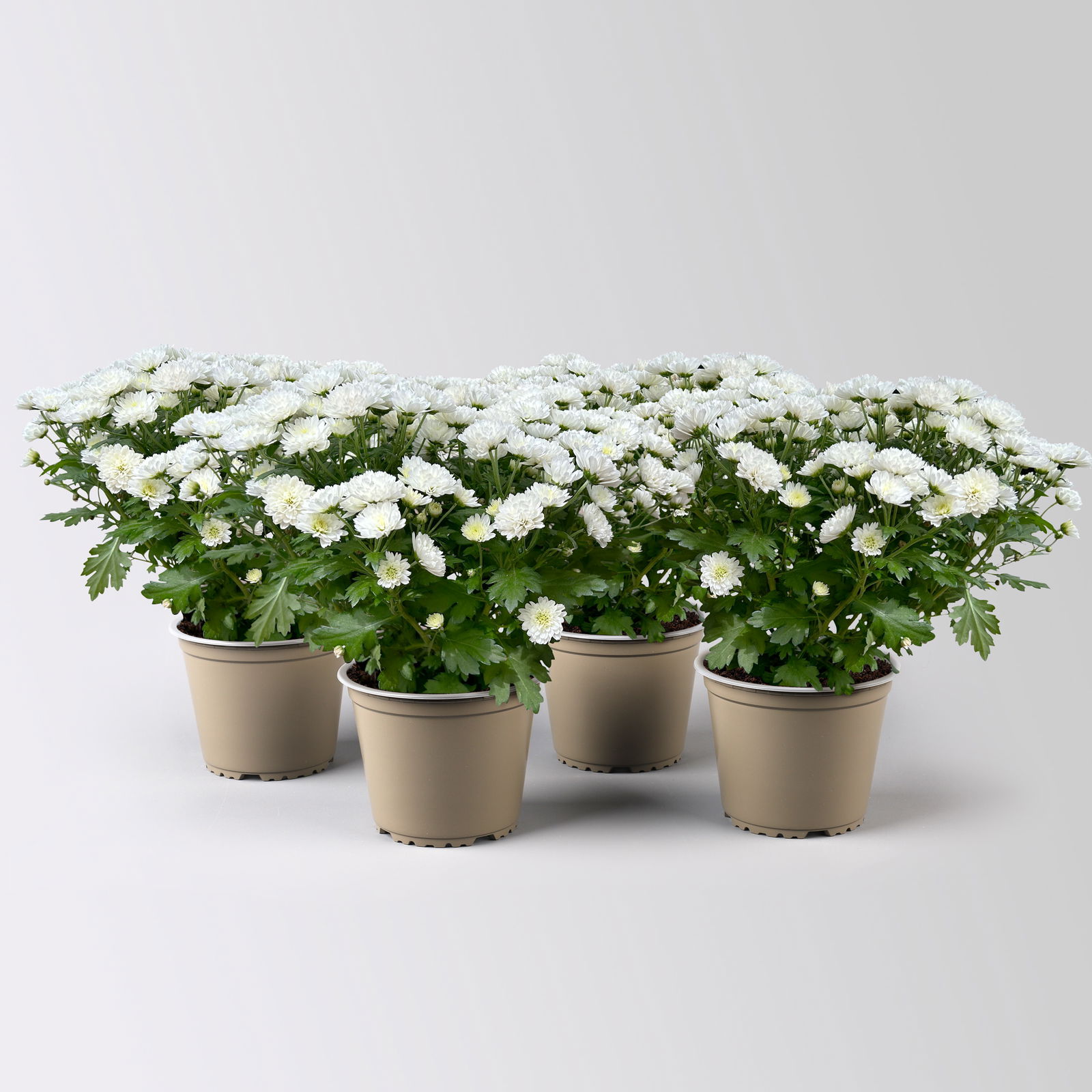 Chrysanthemen weiß, Busch, Topf-Ø 14 cm, 4er-Set