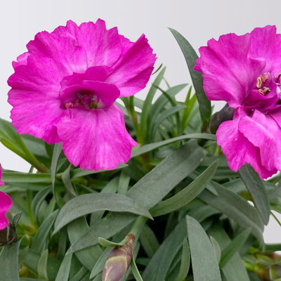 Dianthus 'Scully®' Mini lilapink, Topf-Ø 7 cm, 12 Pflanzen