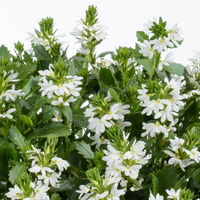 Fächerblume 'White Touch™' weiß, Topf-Ø ca. 13/14 cm, 4er-Set