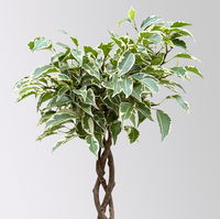 Ficus Flechtstamm Mix 'Kumani' & 'Maya' , Topf-Ø 12 cm, Höhe ca. 40 cm, 2 Stück