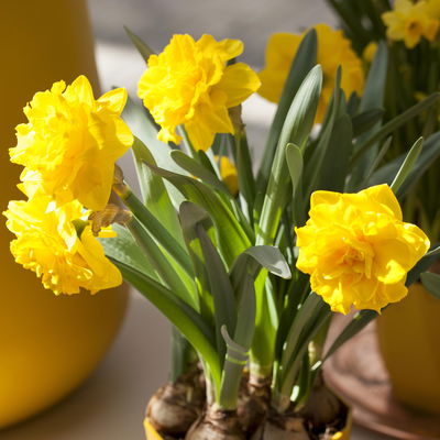 Narzisse 'Sunday Star' gelb, gefüllt, vorgetrieben, Topf-Ø 15 cm, 3 Pflanzen Narzisse 'Sunday Star' gelb, gefüllt, vorgetrieben, Topf-Ø 15 cm, 3 Pflanzen