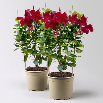 Dipladenie, dunkelrot, Spalier, Topf-Ø 17 cm, Höhe ca. 50 cm, 2 Pflanzen