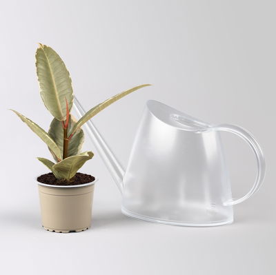 Grünpflanzenset für Grüne Wand, bunter Mix, Topf-Ø 8,5 cm, 12 Pflanzen